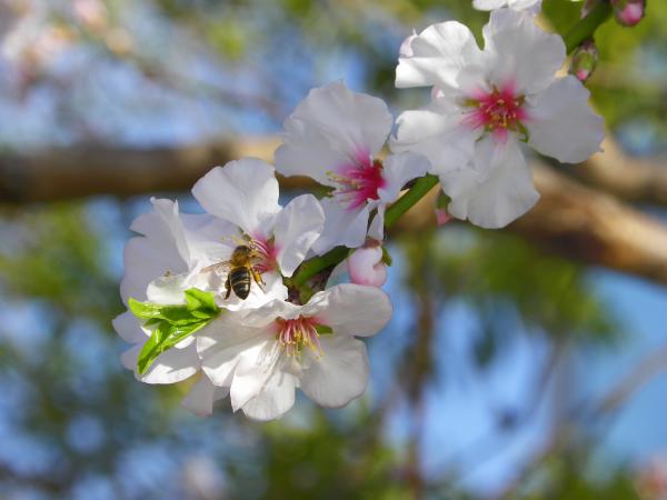 Die Mandelblüte auf Teneriffa: Ein zauberhaftes Frühlingsspektakel