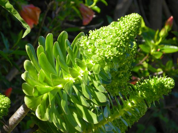 Aeonium undulatum: Eine endemische Schönheit der Kanarischen Inseln