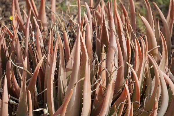 Aloe Vera: Eine umfassende Betrachtung einer vielseitigen Pflanze von der Antike bis zur Moderne