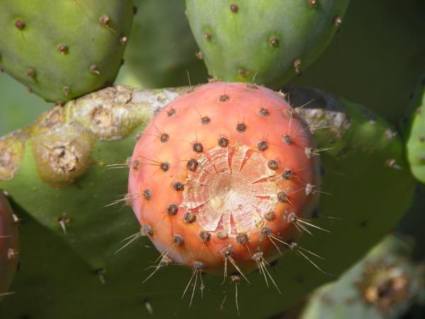 Die Wunderbare Welt der Kaktusfeige: Ein Leitfaden zu ihren essbaren Früchten