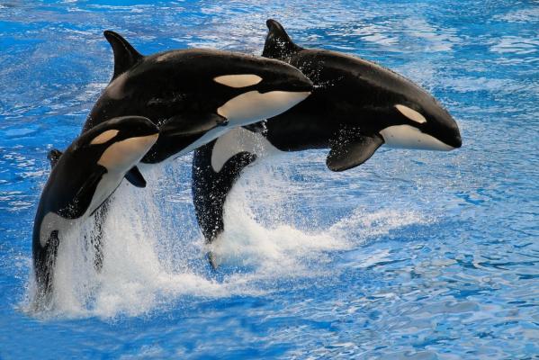 Wie gelangen Orcas in Freizeitparks?