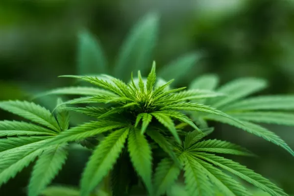 Was ist eigentlich Cannabis? 