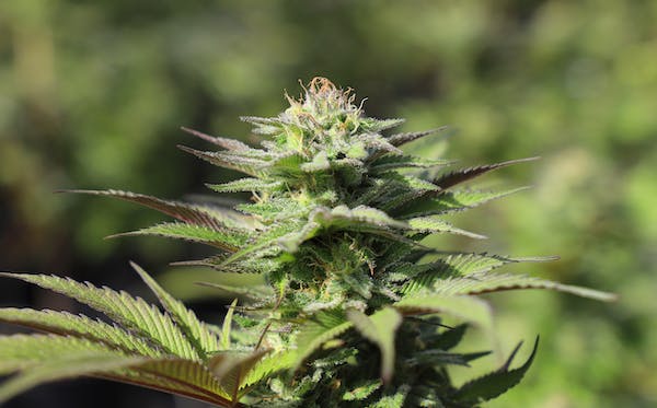 Kiffen - Cannabis-Konsum auf Teneriffa