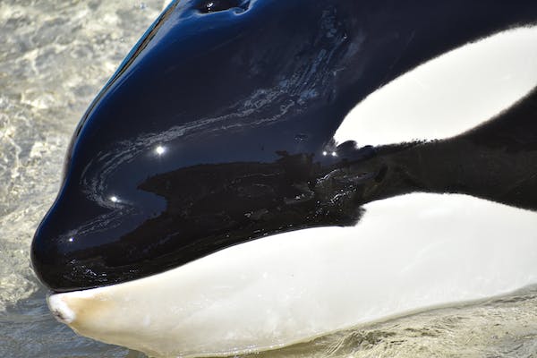 Die dunkle Realität der Wale in Gefangenschaft: Eine Tragödie unter Wasser