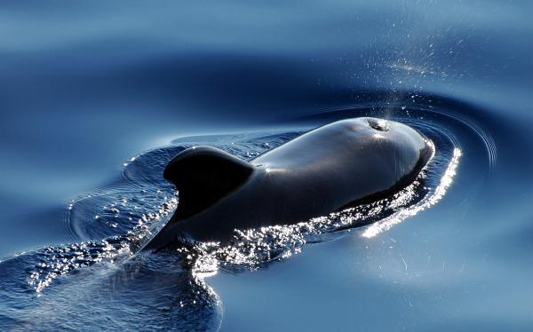 Nachhaltiges Whale Watching auf Teneriffa: Ein Leitfaden für umweltbewusste Begegnungen