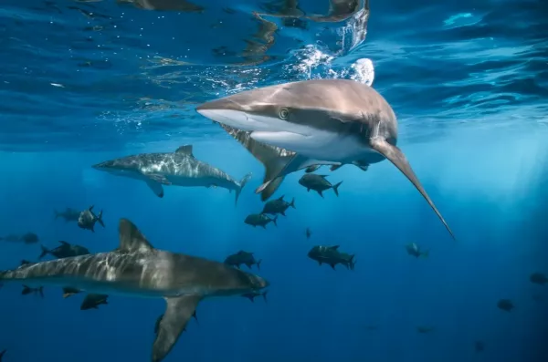 Welche Hai-Arten gibt es im Atlantik um Teneriffa?