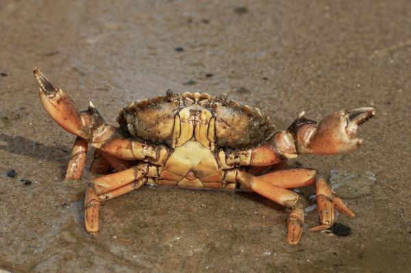 Krebse vs. Krabben: Ein Blick auf die Unterschiede und Ähnlichkeiten