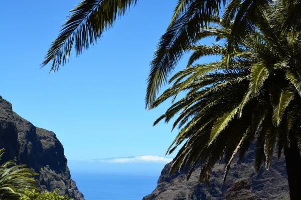 Dein Wegweiser zum Öko-Tourismus auf Teneriffa: Nachhaltig die Insel entdecken