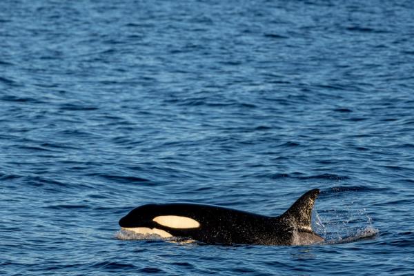 Wie groß muss ein Becken sein, damit sich Orcas in Gefangenschaft wohl fühlen?