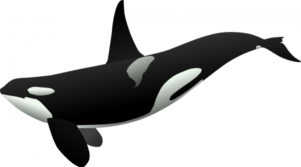 Morgans Reise: Die Kontroverse um das Leben eines Orcas
