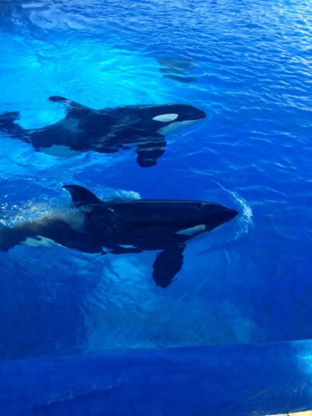 Wale und Delfine in Freizeit-Tierparks: Zwischen Forschungserfolg und ethischen Herausforderungen