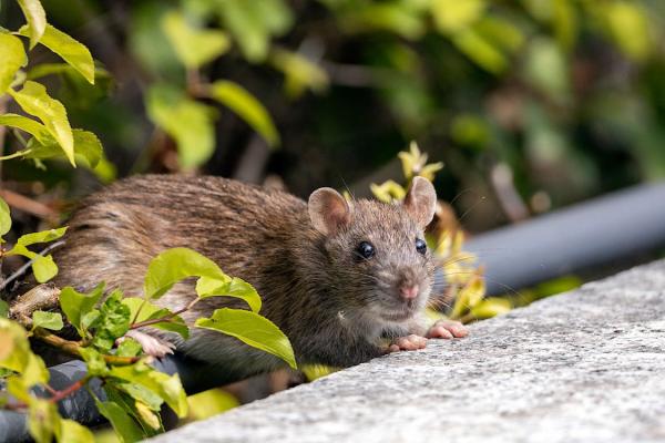 Ratten und andere Nager auf Teneriffa