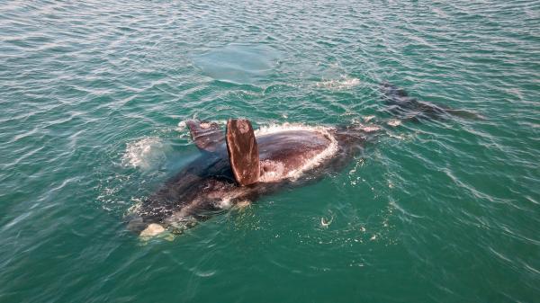 Aus welchen Gründen sterben so viele Wale vor den Kanarischen Inseln?