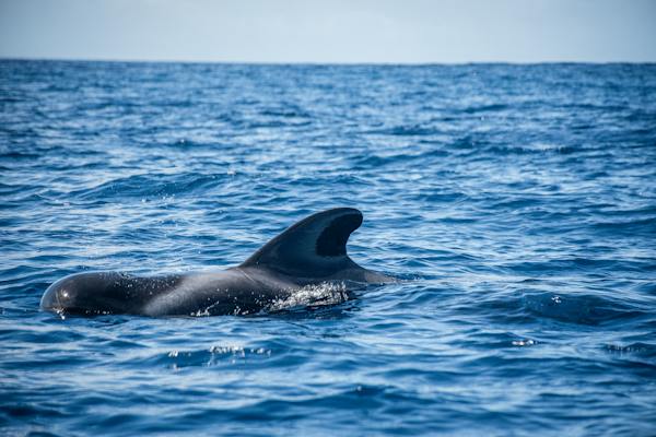 Wie sehr gefährdet Whale Watching die Wale vor den Kanarischen Inseln?